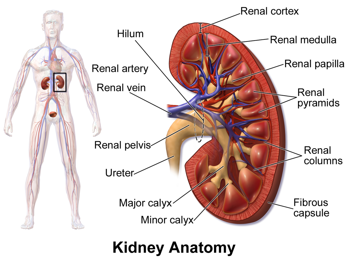 Kidney anatomy