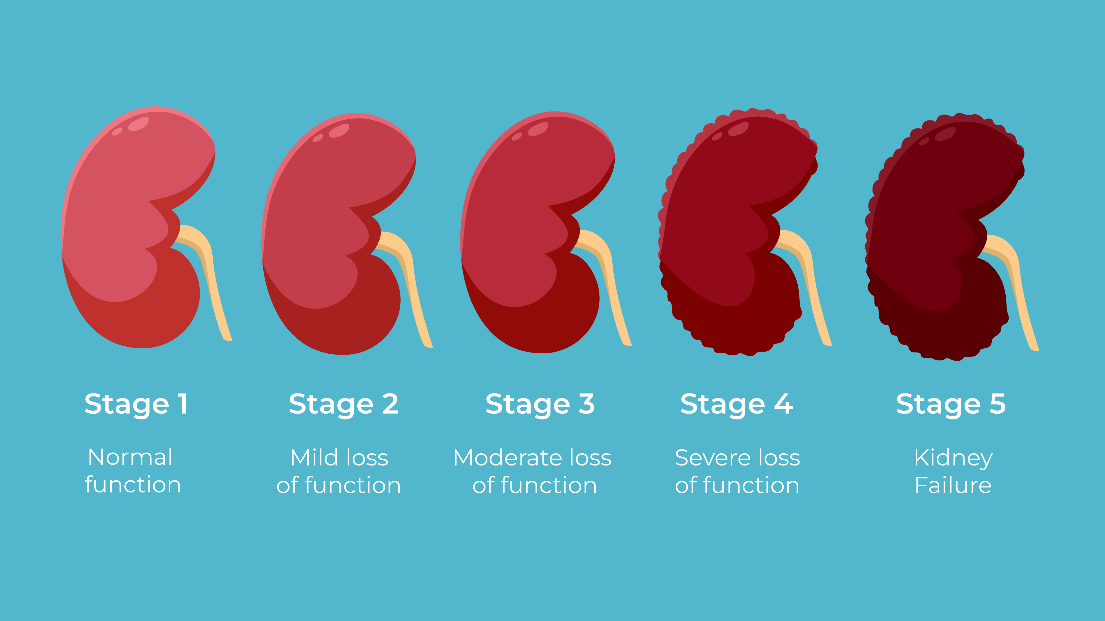 Kidney disease information