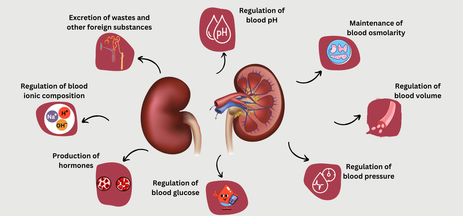 Kidney Functions